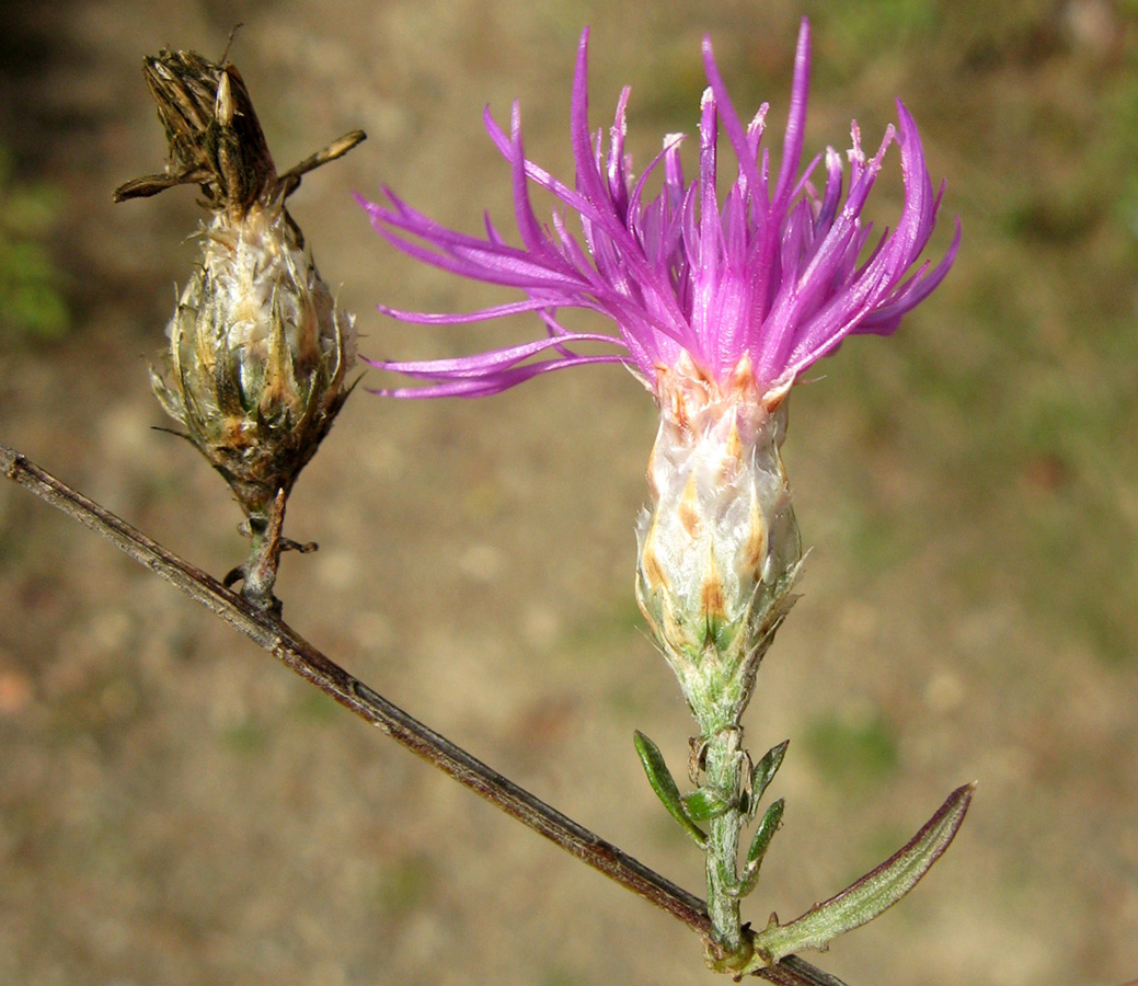 Image of Centaurea sterilis specimen.