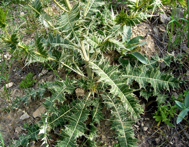 Image of Cousinia congesta specimen.