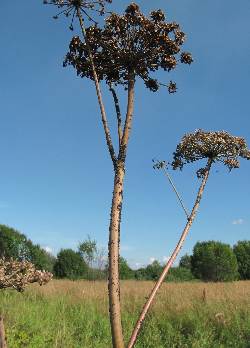 Image of Angelica sylvestris specimen.