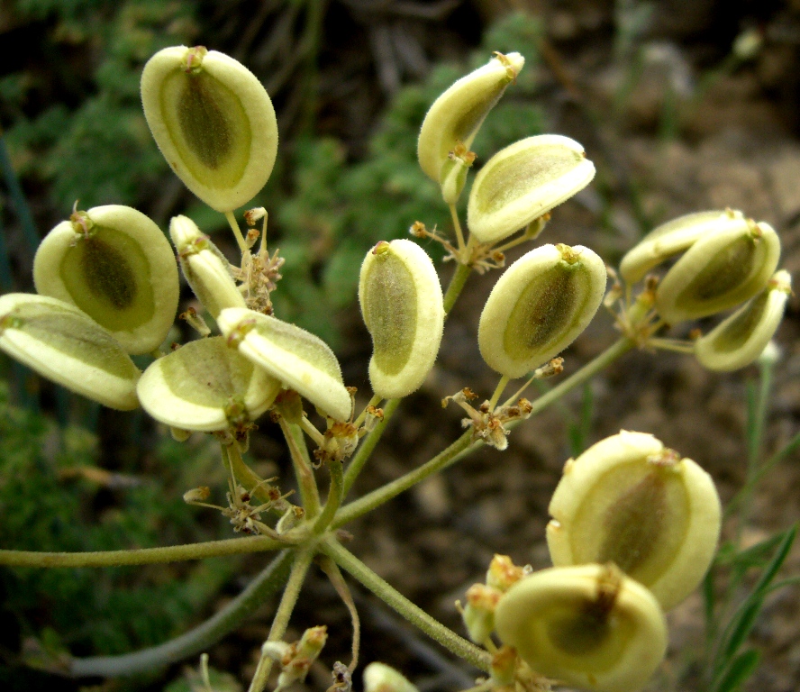 Image of Zosima absinthifolia specimen.