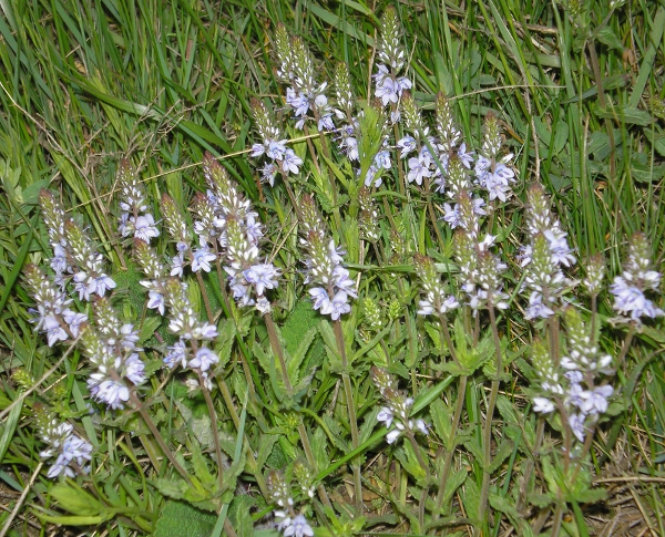 Image of Veronica prostrata specimen.