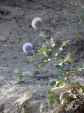 Смотреть изображение Echinops karatavicus