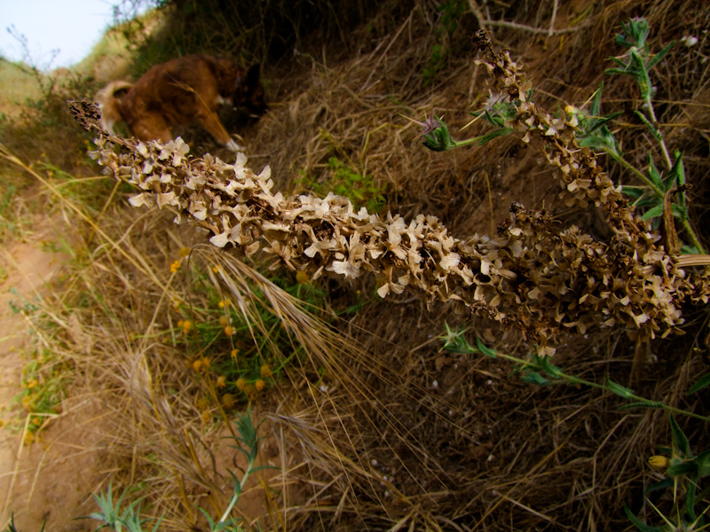 Изображение особи Rumex aeroplaniformis.