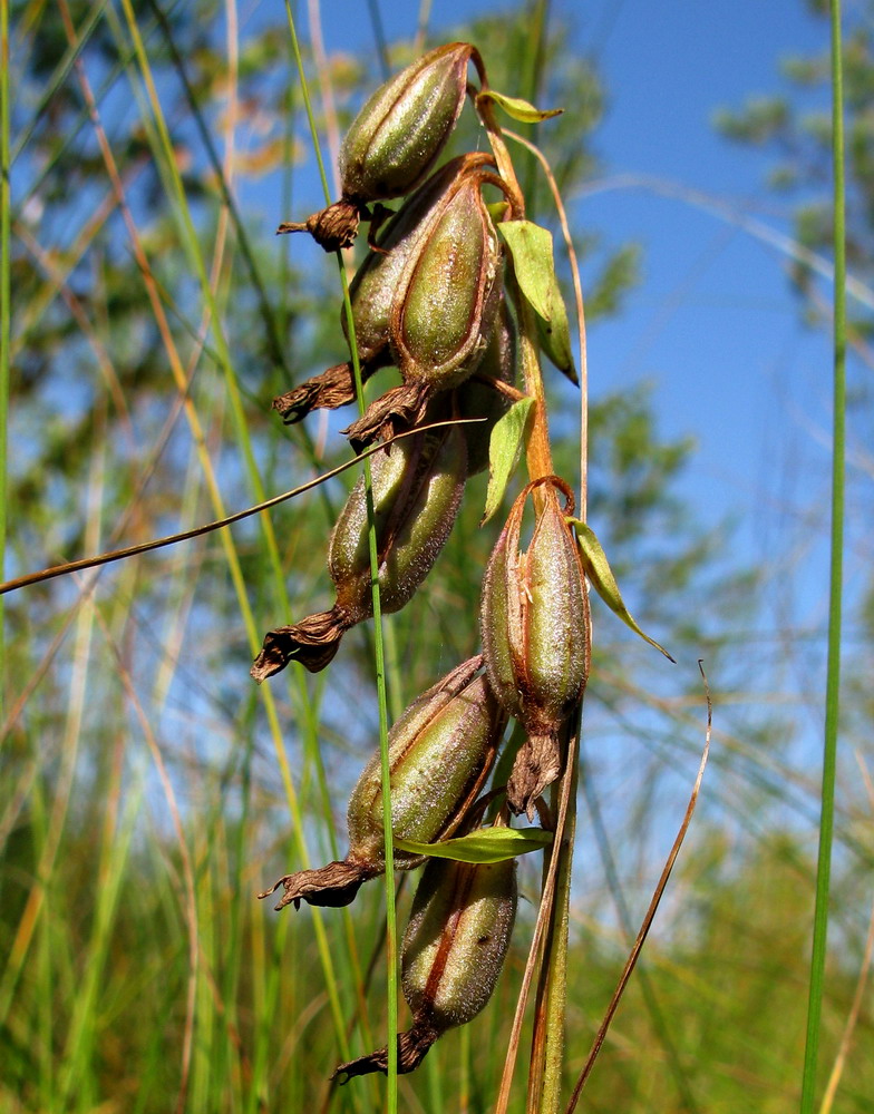 Image of Epipactis palustris specimen.