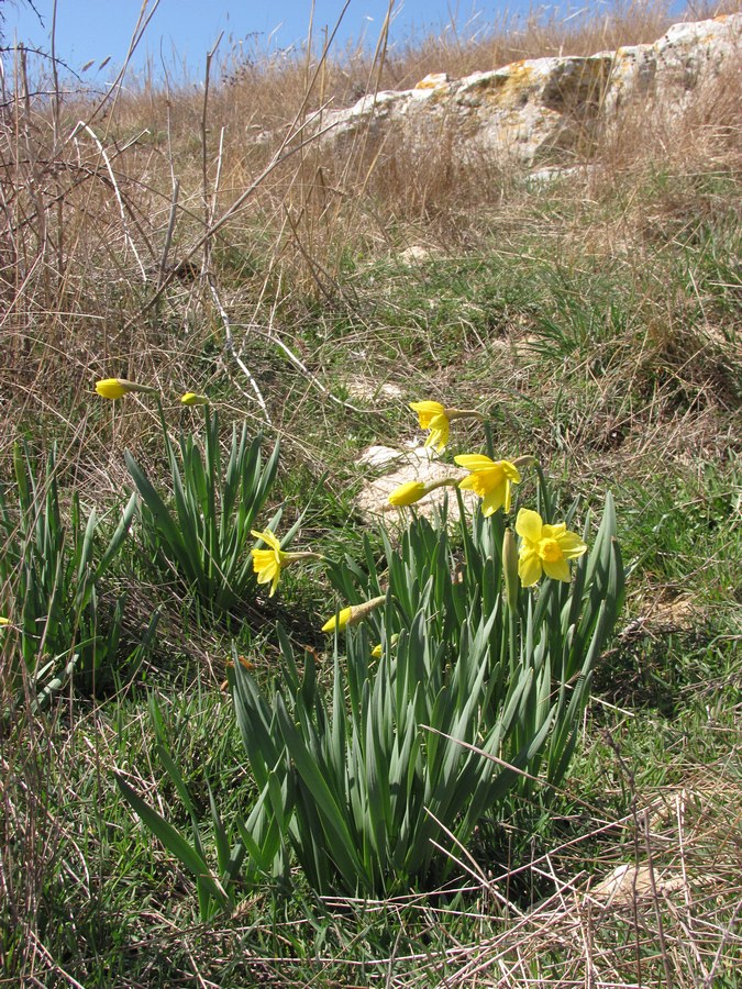 Image of Narcissus pseudonarcissus specimen.