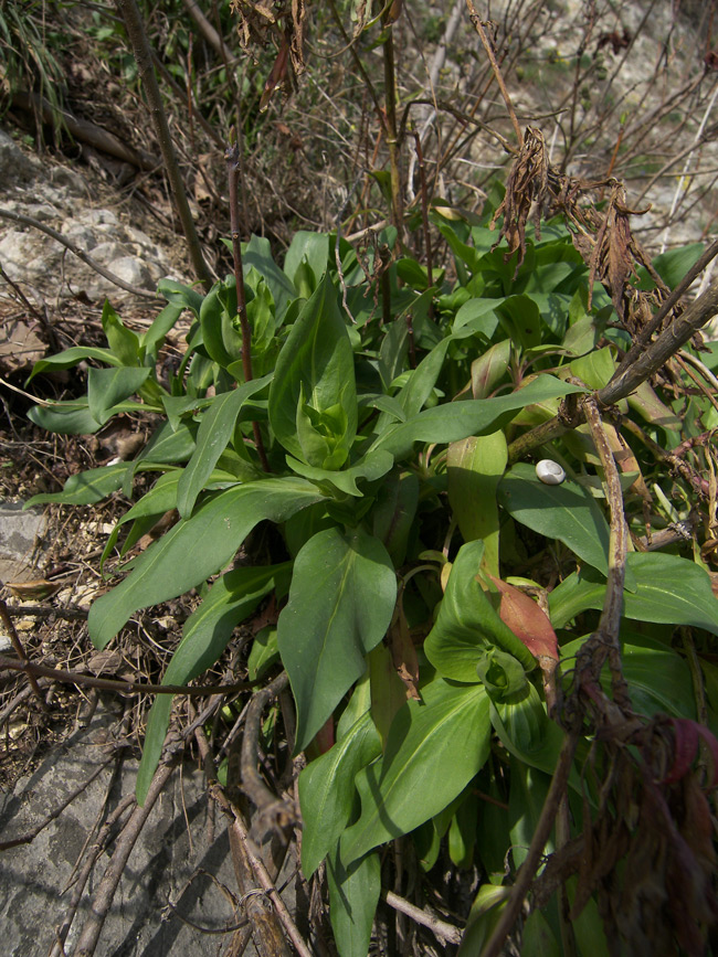 Image of Centranthus ruber specimen.