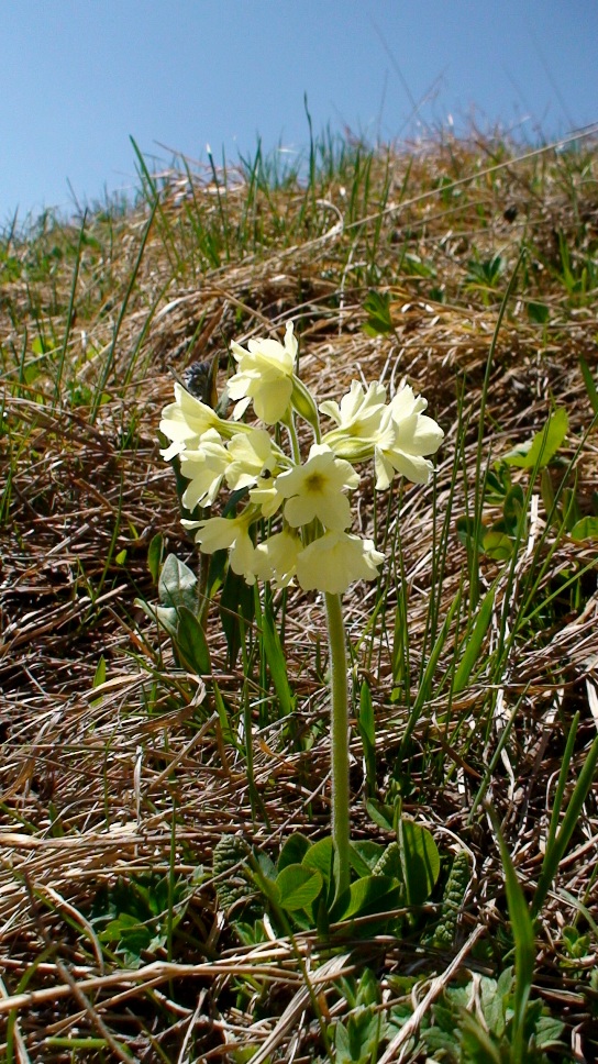 Image of Primula pallasii specimen.