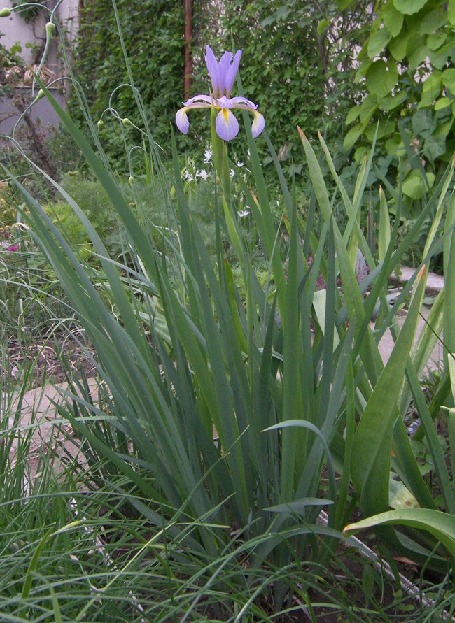 Image of genus Iris specimen.