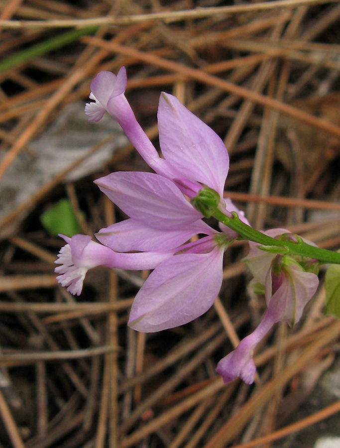 Изображение особи Polygala major.