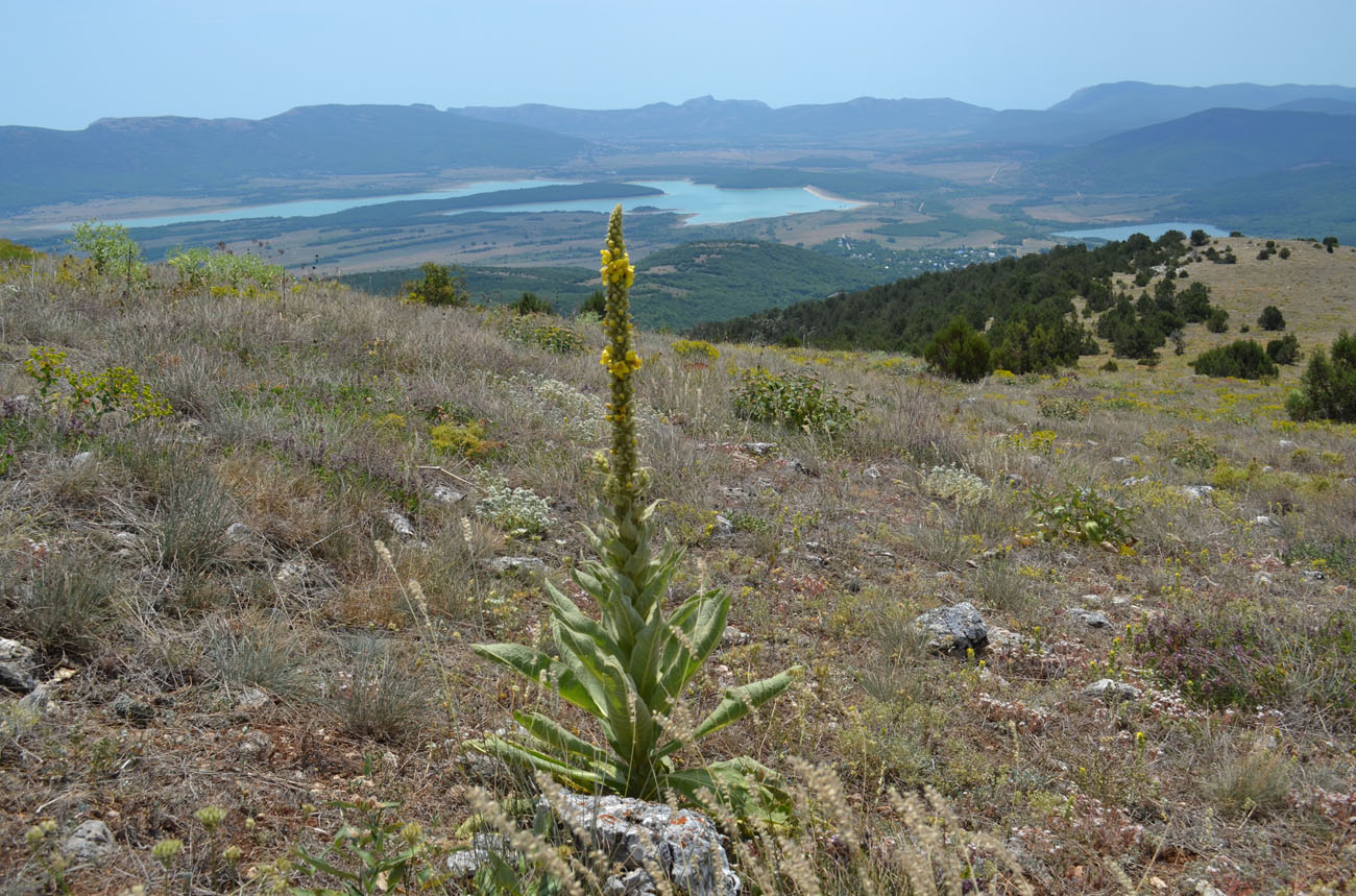 Image of Verbascum densiflorum specimen.