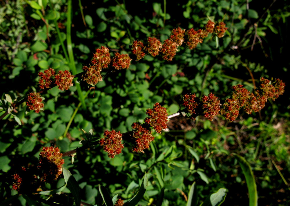 Изображение особи Spiraea alpina.