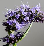 Agastache rugosa