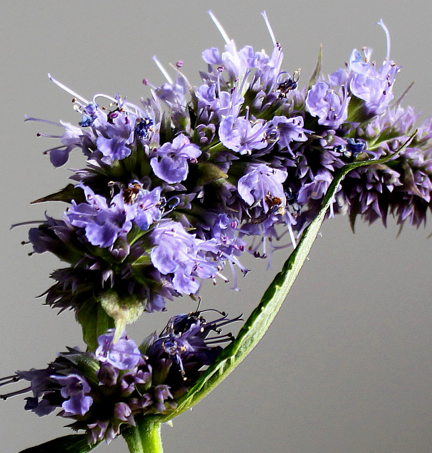 Изображение особи Agastache rugosa.