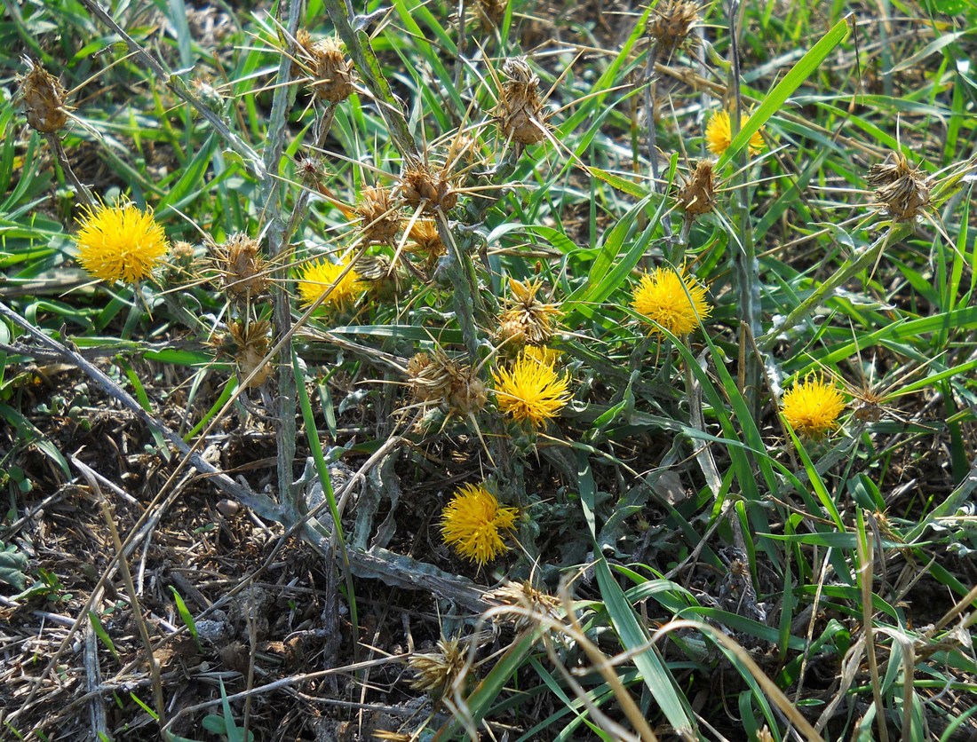 Изображение особи Centaurea solstitialis.