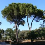 Pinus pinea