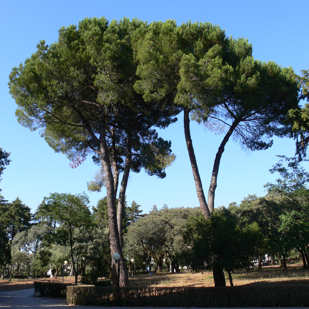 Image of Pinus pinea specimen.