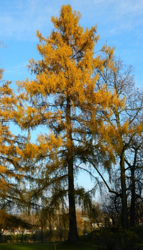 Image of Larix sibirica specimen.