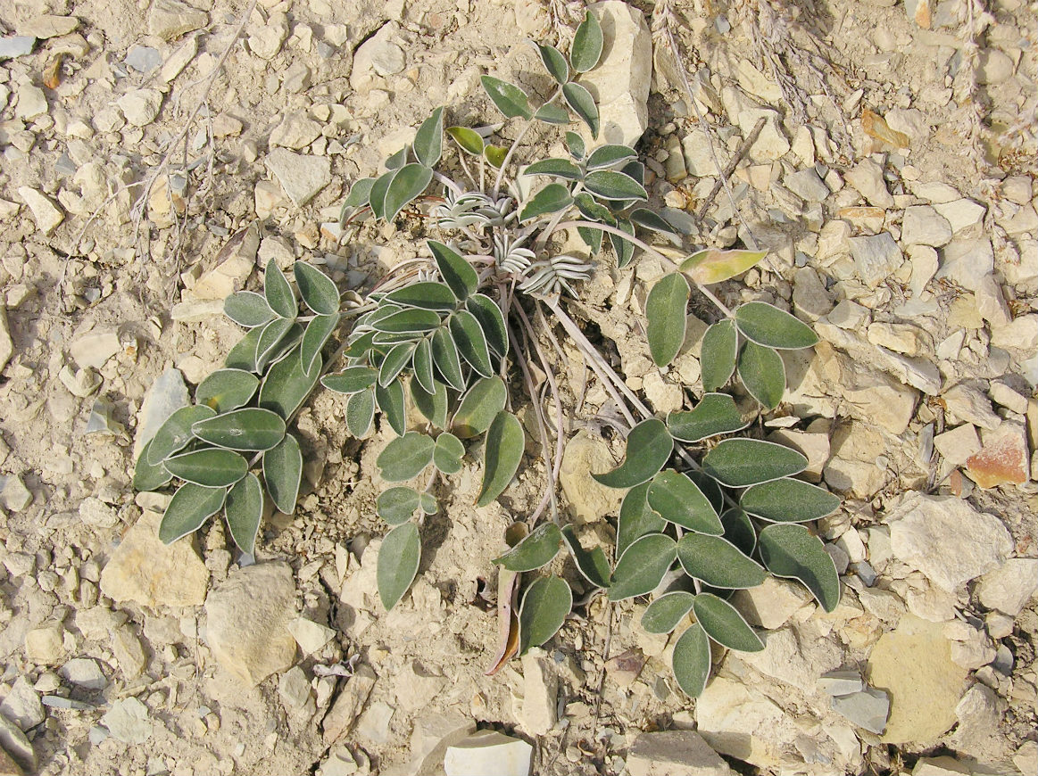 Image of Hedysarum grandiflorum specimen.