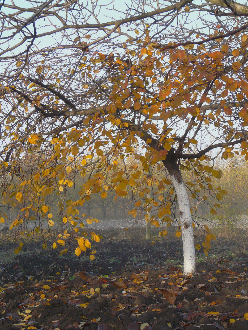 Изображение особи Cerasus vulgaris.