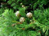 Cupressus sempervirens. Ветви с шишками. Франция, Приморские Альпы, г. Сен-Жан-Кап-Ферра, вилла Эфрусси-де-Ротшильд, аллея парка у западной стены. 20.06.2012.