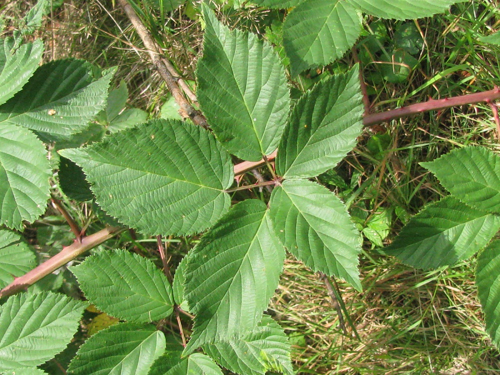 Image of Rubus orthostachys specimen.