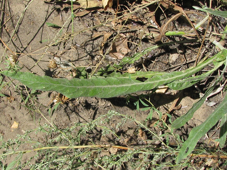 Image of Jurinea pseudocyanoides specimen.