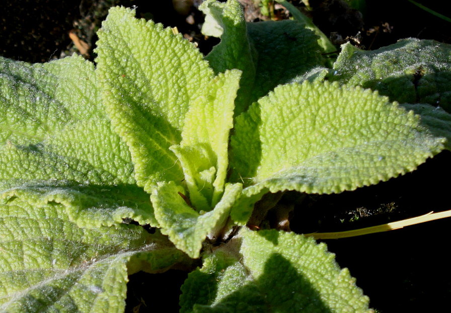 Image of Digitalis purpurea specimen.