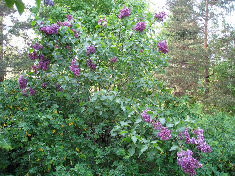 Image of Syringa vulgaris specimen.