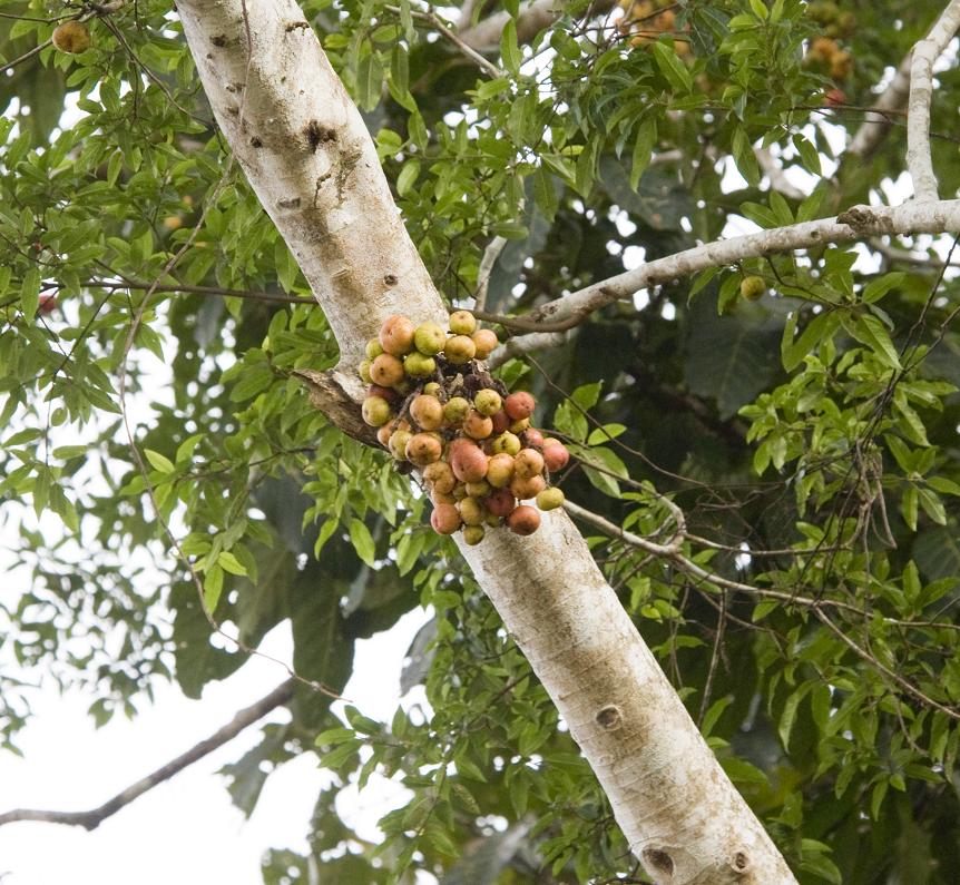 Image of genus Ficus specimen.