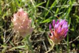 Astragalus pseudonobilis