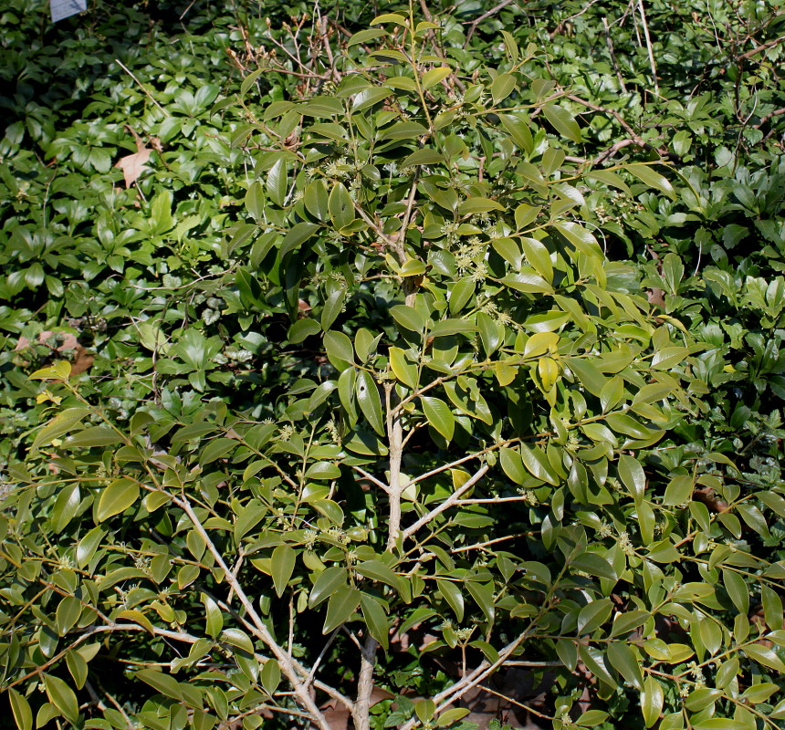 Image of Buxus henryi specimen.