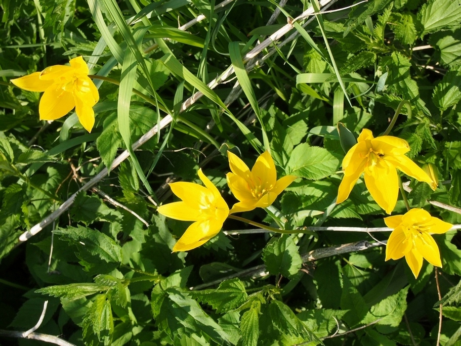 Image of Tulipa sylvestris specimen.