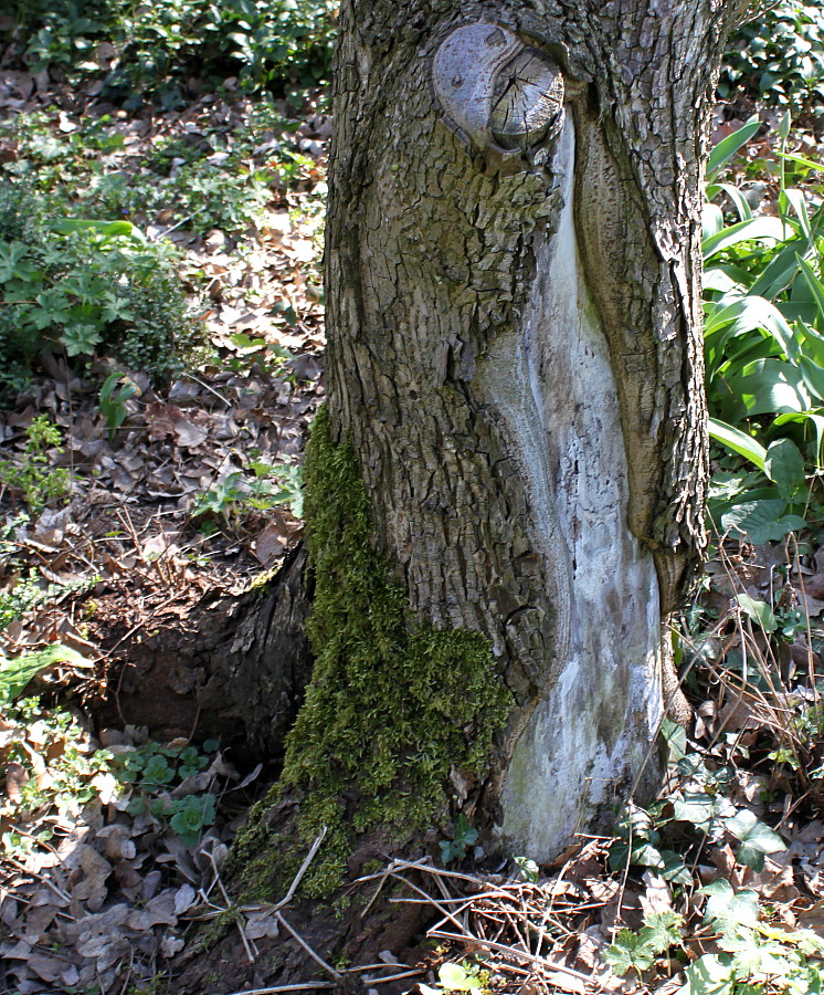 Image of Ulmus minor specimen.