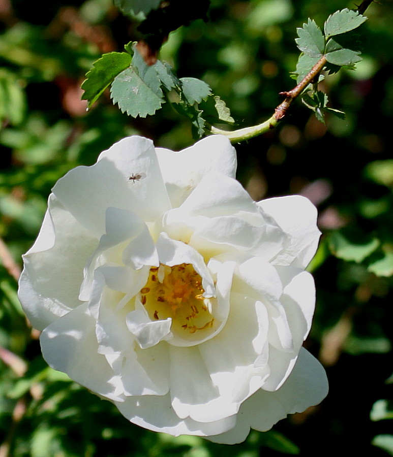 Image of Rosa hemisphaerica specimen.