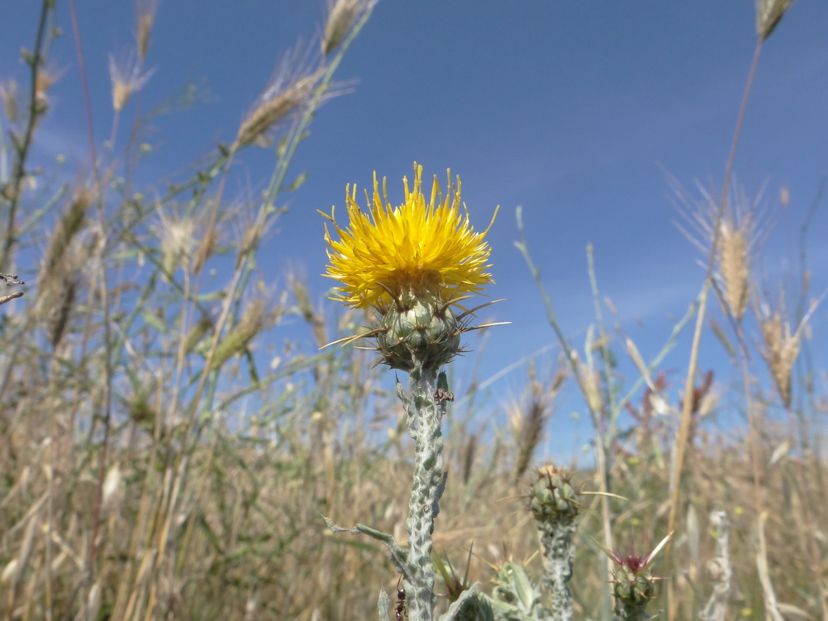 Image of Centaurea solstitialis specimen.