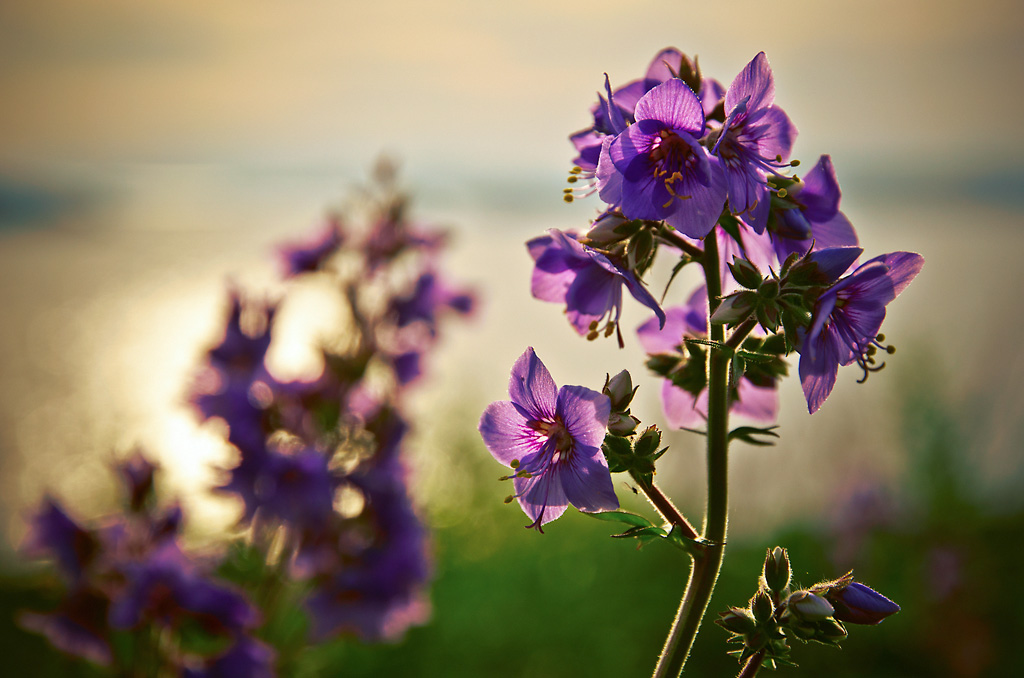 Image of Polemonium laxiflorum specimen.