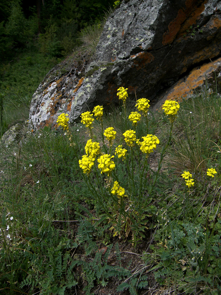 Image of Erysimum cuspidatum specimen.