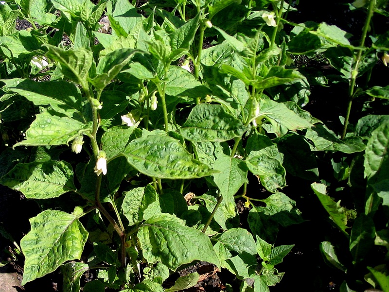 Image of Alkekengi officinarum specimen.