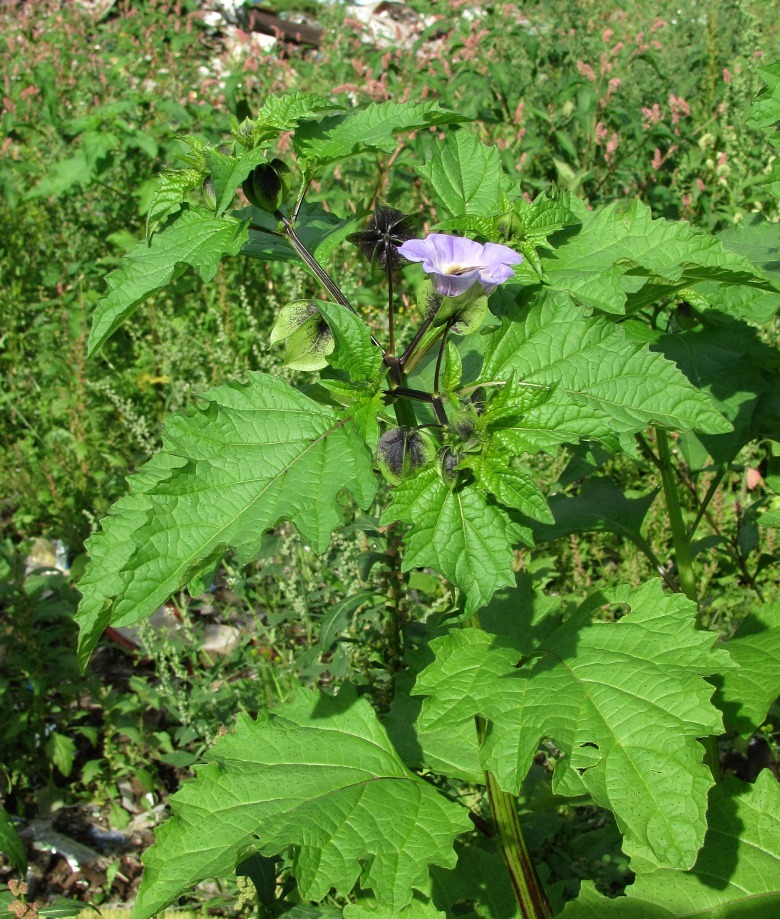 Изображение особи Nicandra physalodes.