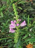 Physostegia virginiana. Верхушка соцветия. Владивосток, Ботанический сад-институт ДВО РАН. 7 сентября 2013 г.