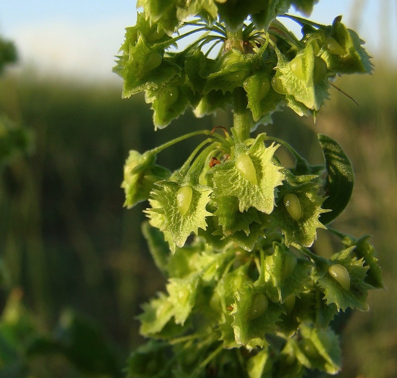 Image of Rumex stenophyllus specimen.