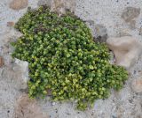 Heliotropium socotranum. Цветущее растение. Сокотра, мыс Дихамри. 29.12.2013.