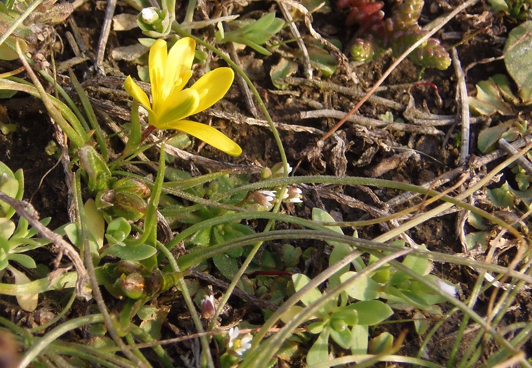 Image of Gagea bohemica specimen.