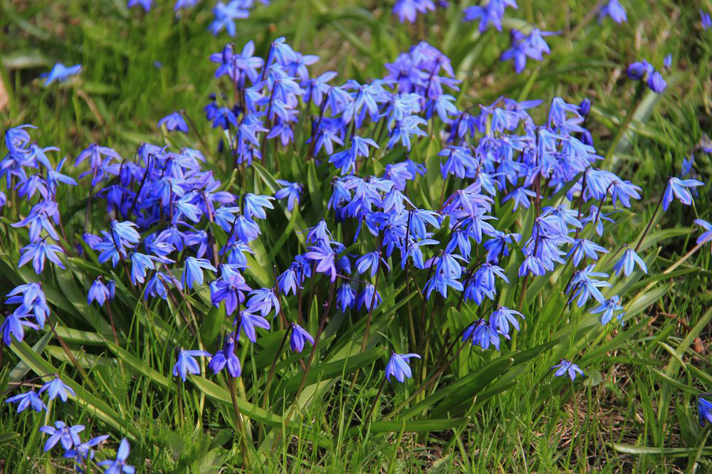 Image of Scilla siberica specimen.