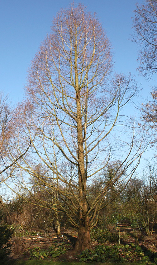 Image of Metasequoia glyptostroboides specimen.