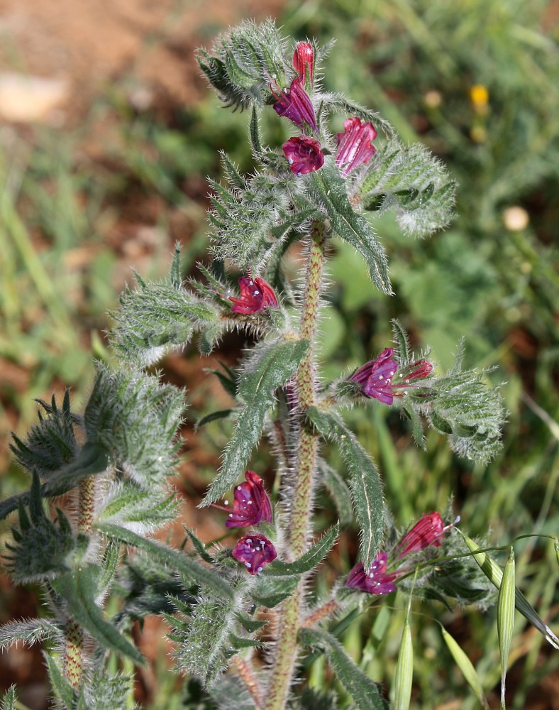 Image of Echium angustifolium specimen.