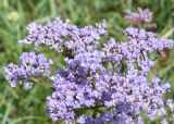 Limonium gmelinii. Часть соцветия. Восточный Казахстан, Уланский р-н, окр. с. Украинка, луг. 04.07.2011.