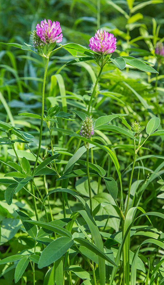 Image of Trifolium medium specimen.