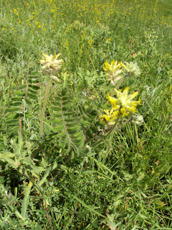 Image of Astragalus dasyanthus specimen.