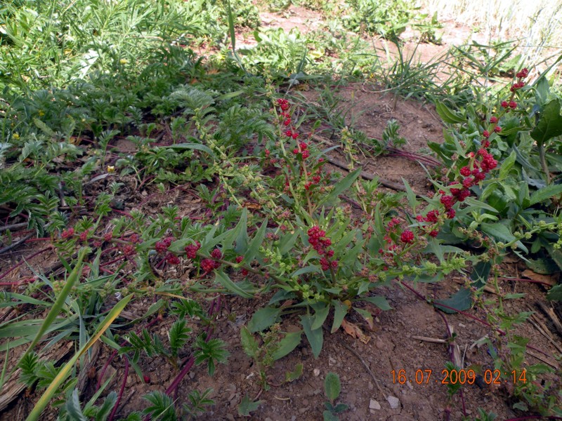 Image of Blitum virgatum specimen.